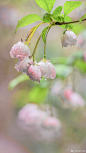 春有百花，垂丝海棠 ​​​​