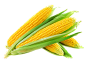玉米