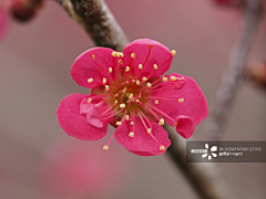 閑看蛛絲網落花采集到梅花，桃花，