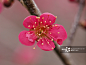 Close-Up Of Pink Flower_创意图片