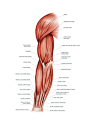 上臂肌肉解剖图(第1页) - 图说健康