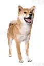 young shiba inu