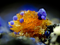 Stewartite, Phosphosiderite (macro) | ©Yaiba Sakaguchi