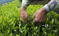 杨癫疯~采集到茶叶