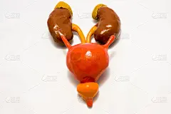 肾脏、输尿管和膀胱依次位于白色背景上。使用容积解剖模型对泌尿系统上部的解剖、结构和器官进行可视化