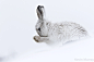 mountain hare by Kevin Murray on 500px