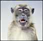 摄影师Jill Grennberg 猴子摄影欣赏二(6) - 设计帝国