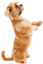 狗狗