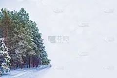 冬天,森林,寒冷,一月,霜,雪,壁纸,云杉,杉树,松树
