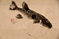 鱼拓艺术家 Dwight Hwang 的一组“直接鱼拓”作品欣赏。所谓“直接鱼拓”是指直接将颜料涂抹在鱼身上拓印的技法。更多关于“鱼拓”：O尖峰视界