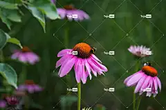 花 锥花 高清壁纸 蜜蜂 昆虫 粉色的 花园 花的 开花 自然