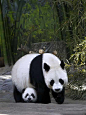熊猫照