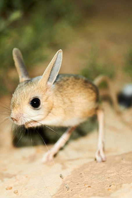 啮齿目·鼠形亚目·跳鼠科:沙漠跳鼠