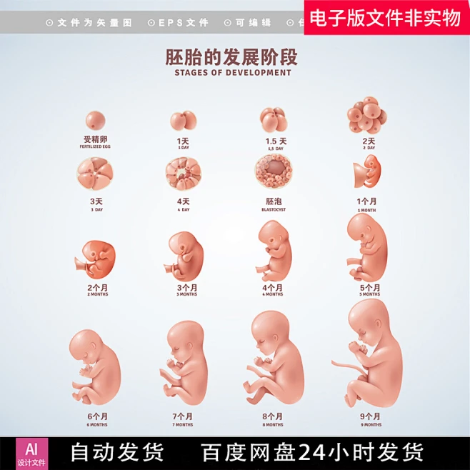 医学人类胚胎发育阶段宝贝生物学囊胚细胞胎儿的形成胎儿发育素材-花瓣网
