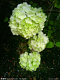 绣球花
