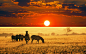 非洲草原上的日落