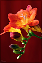 Freesia 