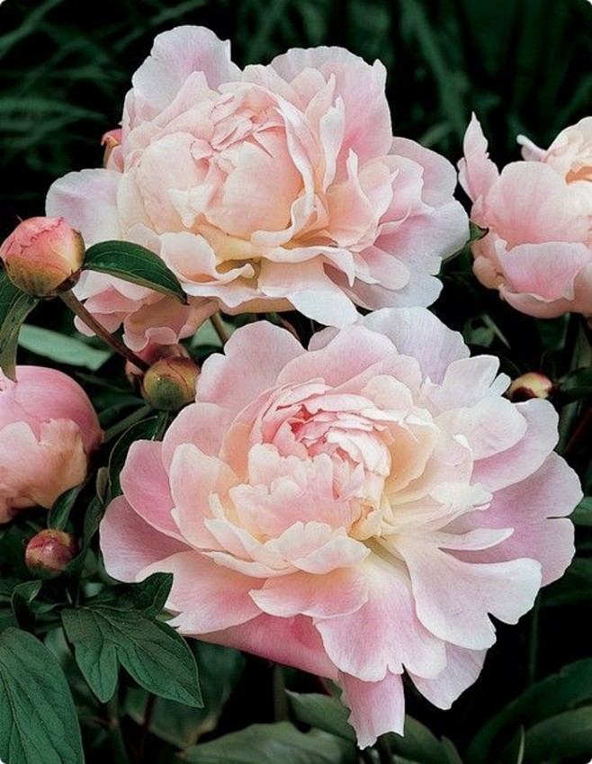 牡丹paeonia suffrutico.