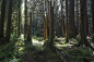 Redwood Grove (3)