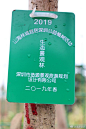 山海林城·宜居深圳——造源设计组织员工参与公益植树活动 ​​​​