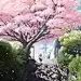 樱花树下