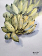 泰国水彩画家----Kitipong Ti : 来自泰国水彩画家 Kitipong Ti 的花卉作品，虚实表现的恰到好处，色彩清丽而不艳，画面清新而不俗…… Kitipong Ti先生是一名泰国水彩画家，目前在曼谷授课 他...