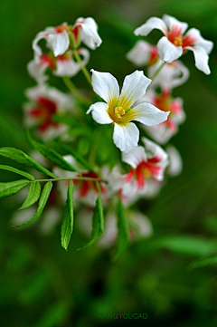 渲染一指の繁华采集到花