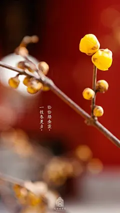 #爱上这座城#二月三日，立春，东风吹开腊梅。 ​​​​