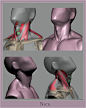 ArtStation - Anatomy Studies - Part 01, Glauco Longhi