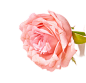 玫瑰花png (24)