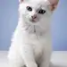 小白猫