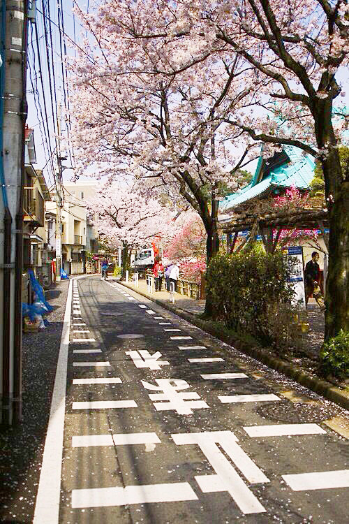Cherry blossoms，Japa...