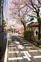 Cherry blossoms，Japan