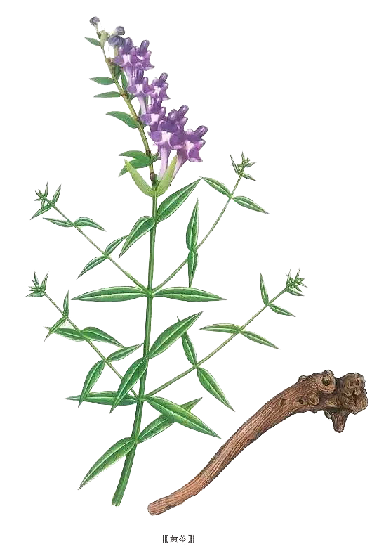 黄芩