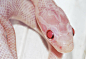 ⚠蛇类警告⚠

Pastel Pink Snake ​​​​