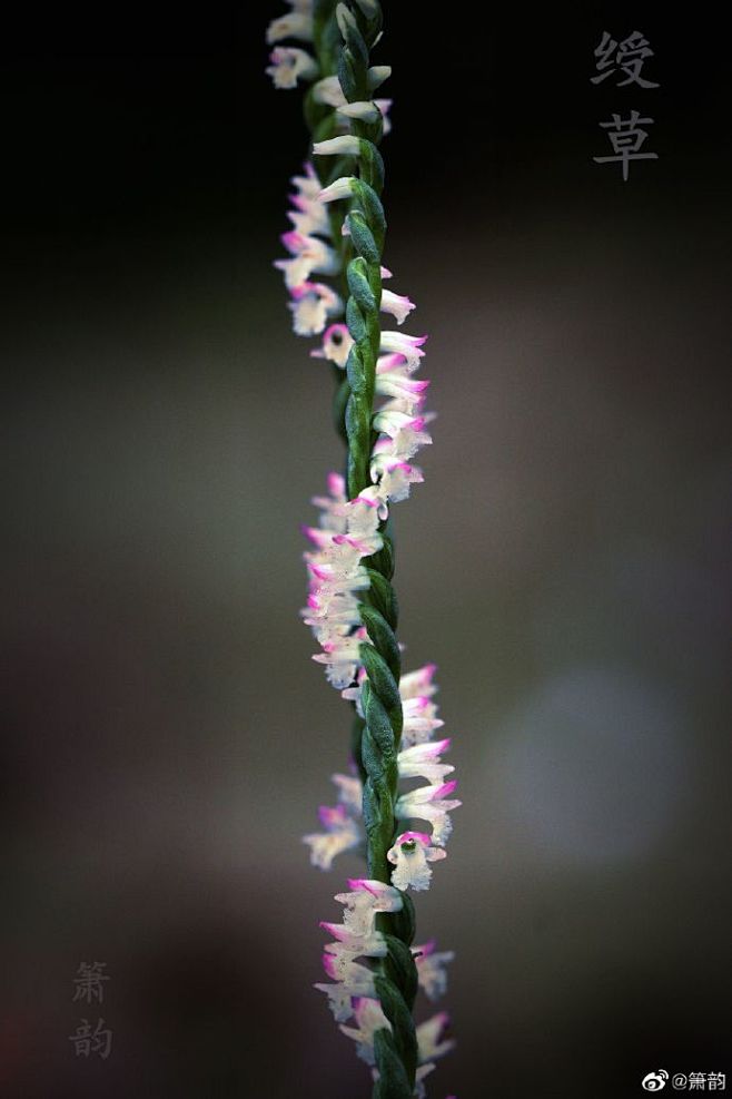 绶草兰科绶草属绶草本种在深圳反倒没那么常见经常见到的是香港绶草