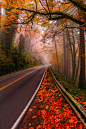 Foggy Forest, Portland, Oregon