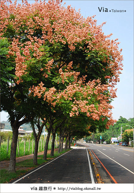 落叶大乔—栾树