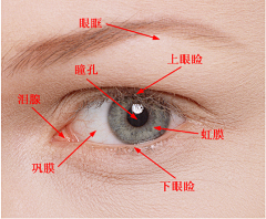 阿桃桃子采集到人体结构 眼睛