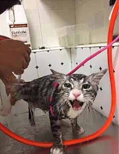 猫咪洗澡时候的囧态，秒变表情包了！最后一张笑哭了！