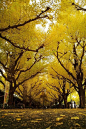 日本东京明治神宫外苑银杏道。日本人将银杏视为“希望的承载者”，而银杏也常被称为“活化石”。如今在东京市共有大约65000棵银杏树，遍布街道和公园。