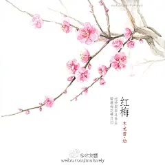 凑九张近期的手绘植物系列，中式水彩插画，花叶与诗词。 ​​​​