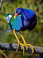 Purple gallinule, look at those big feet!