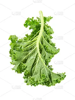 羽衣甘蓝孤立在白色背景上