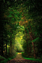 Forest Path, Pennsylvania.