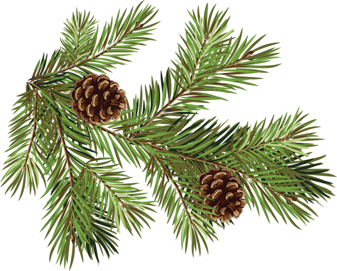 问渠那得采集于2019-10-19 09:50:03松枝圣诞素材问渠那得该采集也在