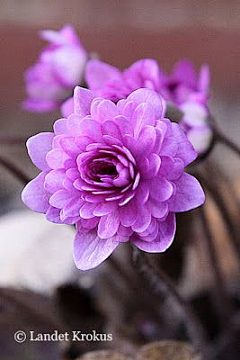 紫荷馨儿采集到花儿~~心灵的能量