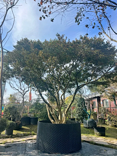<丫头>采集到E—桩（松，茶梅，黄杨，继木等）