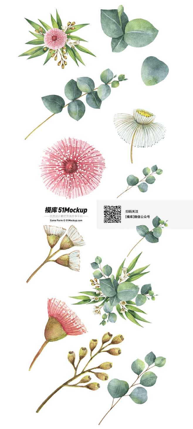 手绘水彩清新绿色叶子桉树枝树叶鲜花EPS...