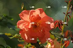 阳光灿烂 花卉 自然 玫瑰花 美丽的花朵 粉色的 光 花壁纸